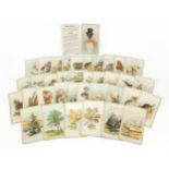 Vintage Black Peter card game : For Further Condition Reports Please Visit Our Website - Updated