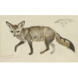 Richard Fuchs - Study of a fox, inscribed watercolour over pencil, label verso, mounted, framed