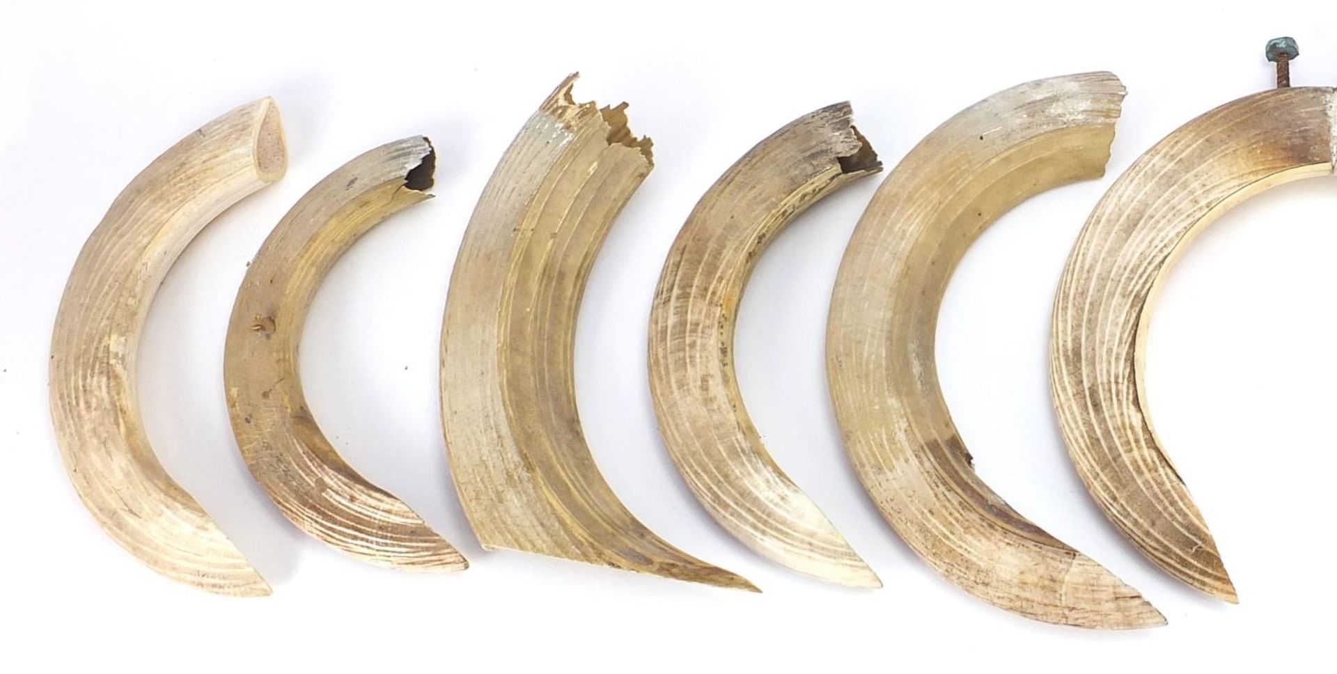 Twelve hippopotamus ivory teeth, the largest 29cm in length : For Further Condition Reports Please - Image 2 of 4