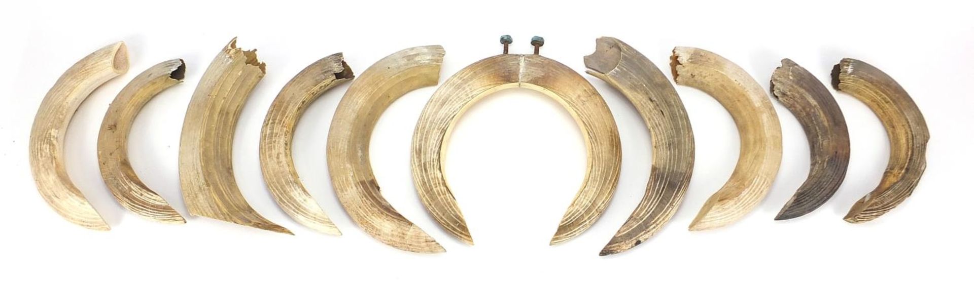 Twelve hippopotamus ivory teeth, the largest 29cm in length : For Further Condition Reports Please