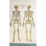 American Frohse anatomical chart depicting human skeleton front and back views by A J Nystrom & Co