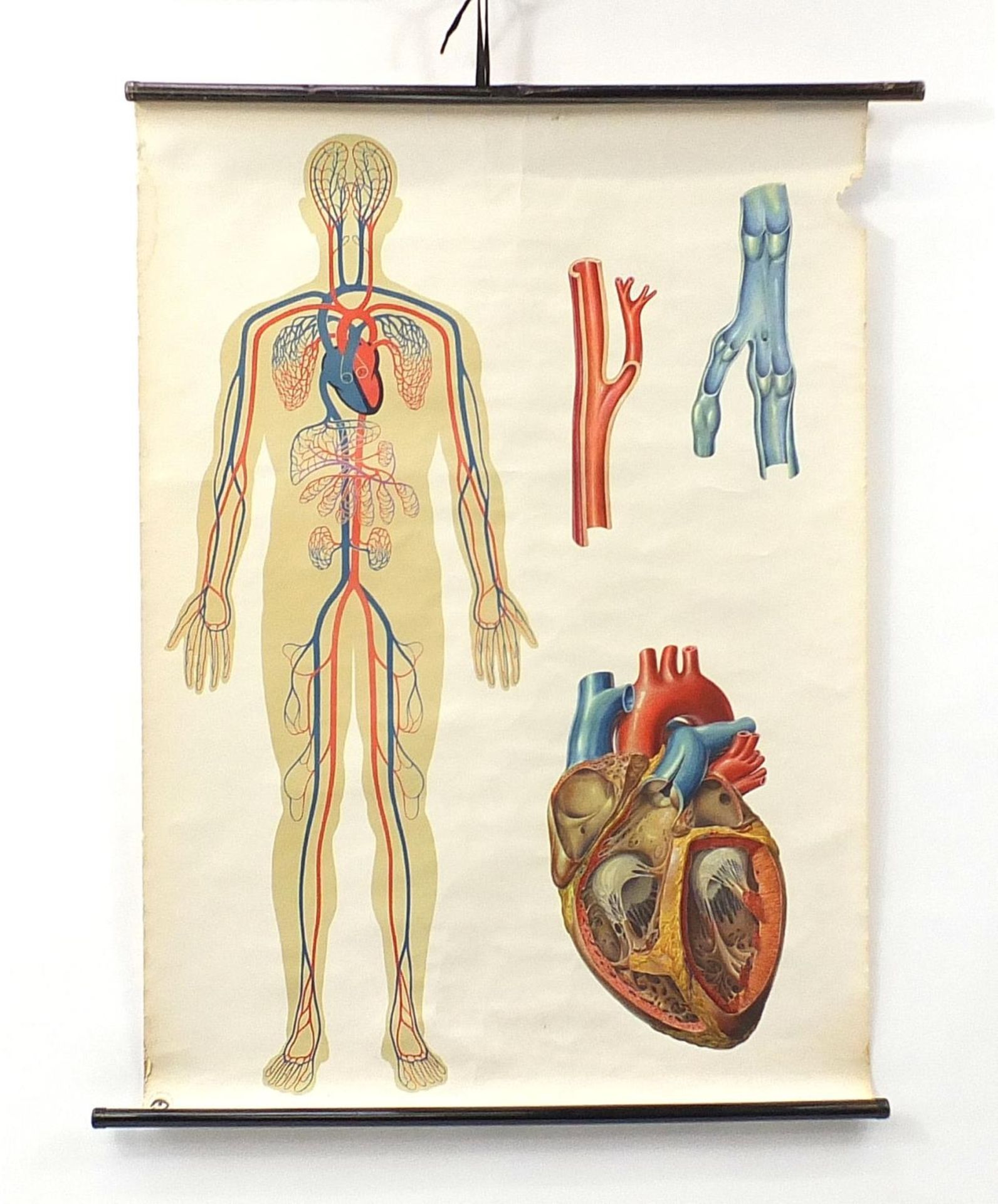 Deutsches Hygiene Museum canvas backed educational wall hanging diagram, 114cm x 81cm : For - Image 2 of 6