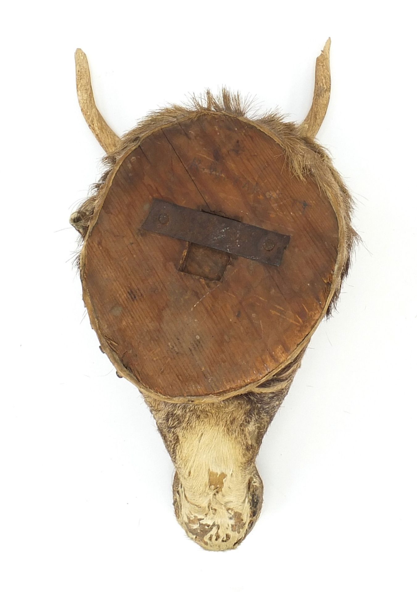 Taxidermy gazelle head with horns, 40cm high : For Further Condition Reports Please Visit Our - Image 5 of 7