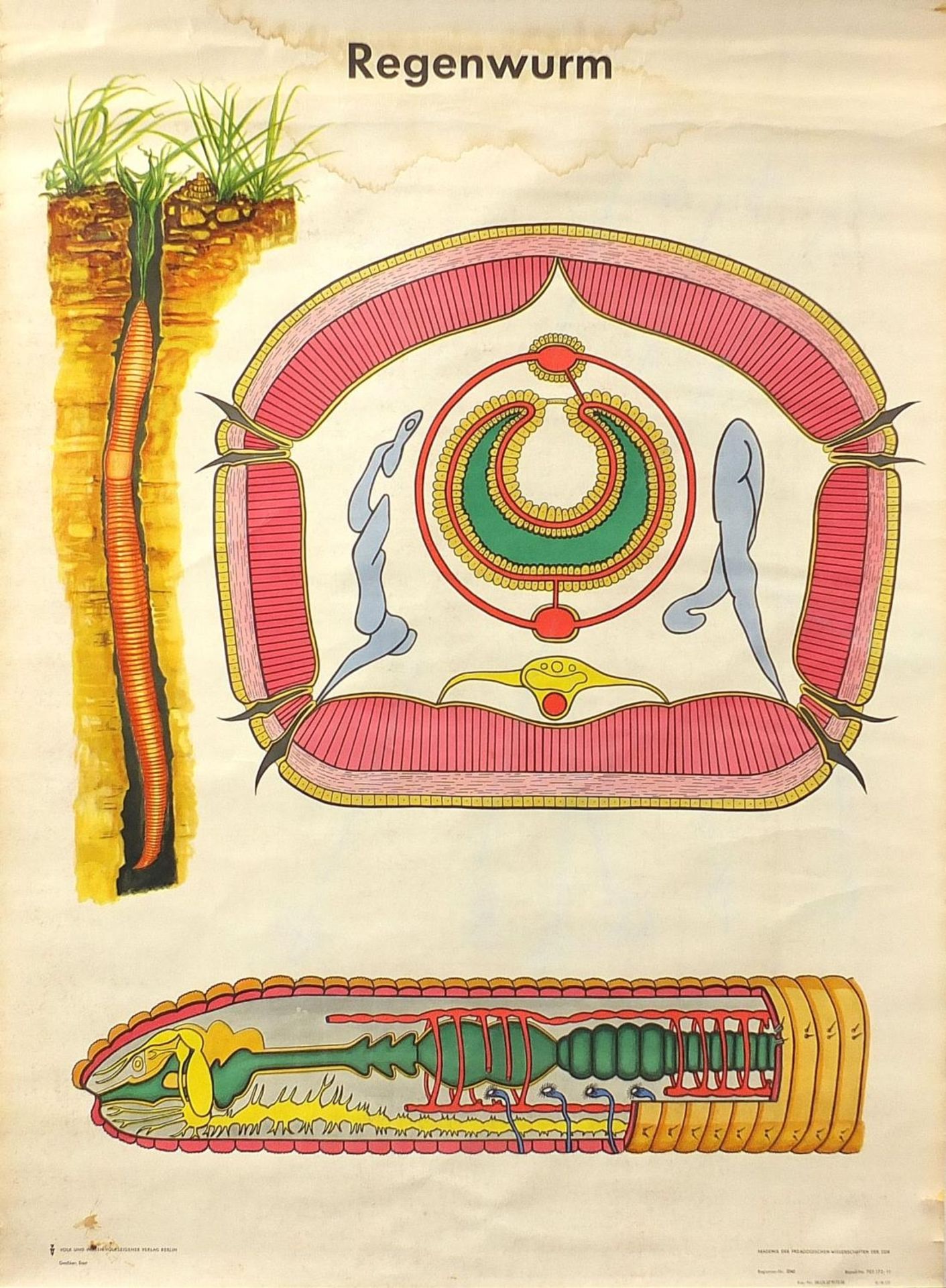 German canvas backed educational wall hanging diagram titled Regenwurm, 112cm x 81cm : For Further