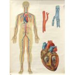 Deutsches Hygiene Museum canvas backed educational wall hanging diagram, 114cm x 81cm : For