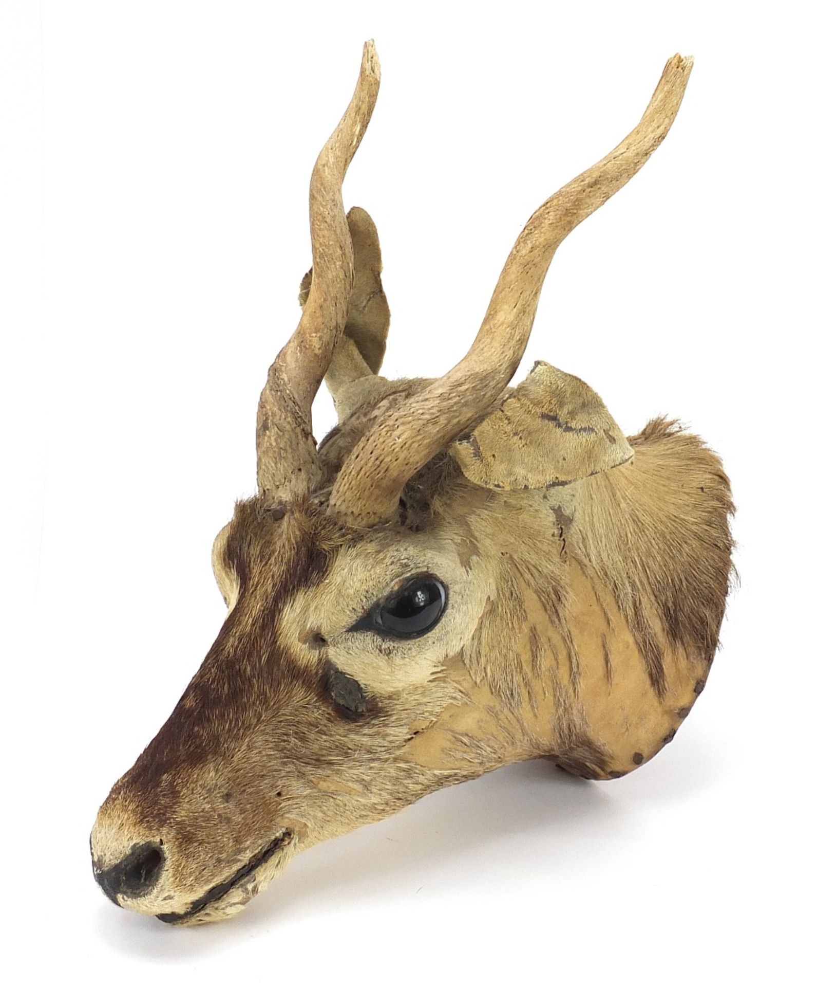 Taxidermy gazelle head with horns, 40cm high : For Further Condition Reports Please Visit Our - Image 2 of 7
