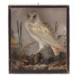 Taxidermy glazed display of a barn owl amongst foliage, the cabinet 41cm high