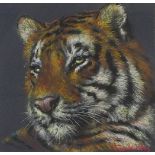 Joel Kirk - Portrait of a tiger, pastel, Gladwell & Company label verso, mounted, framed and glazed,