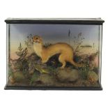 Taxidermy glazed display of a stoat with it's catch amongst foliage, 27cm H x 38.5cm W x 12.5cm D