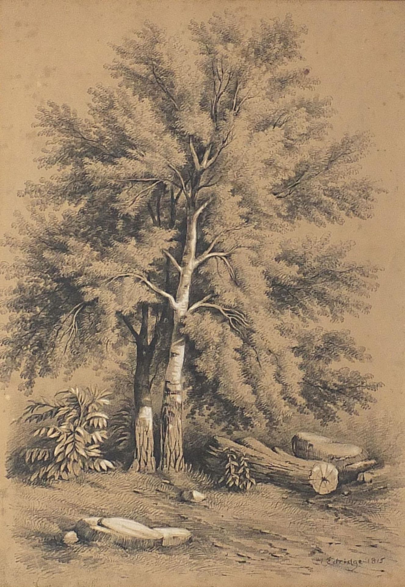 Henry Edridge 1815- Trees, early 19th century heightened pencil drawing, mounted, unframed, 46.5cm x