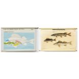 Two vintage German educational wall hangings of fish, the largest, 102cm x 64cm