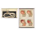 Two vintage German educational wall hangings of human pregnancy and a snake, the largest 115cm x