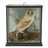 Taxidermy glazed display of a barn owl amongst foliage, 38cm H x 34cm W x 18cm D