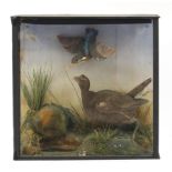 Taxidermy glazed display of a young moorhen and kingfisher amongst foliage, 41.5cm H x 43cm W x 15cm