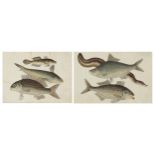 Fish and eels, pair of Chinese watercolours on pith paper, mounted, framed and glazed, each