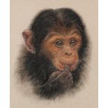 It's the Taste, portrait of a chimpanzee, pastel, indistinctly signed, details verso, mounted,