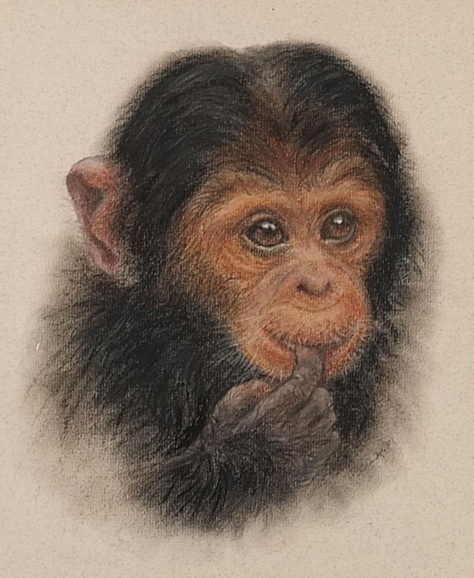 It's the Taste, portrait of a chimpanzee, pastel, indistinctly signed, details verso, mounted,