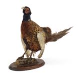 Taxidermy pheasant raised on a wooden plinth base, 47cm high