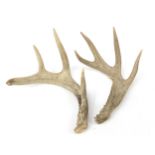 Pair of taxidermy interest antlers, 33cm in length