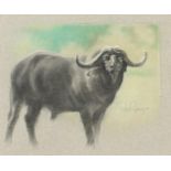 Peter Gray - Study of a buffalo, signed South African pastel, Picasso's Bulawayo label verso,