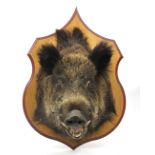 Large taxidermy boar's head on a light wood shield shaped back, the shield 70cm high x 50cm wide,