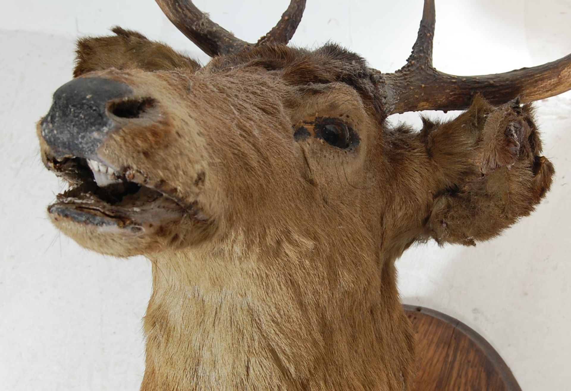 LARGE EARLY 20TH CENTURY STAGS HEAD ON PLINTH - Image 4 of 5