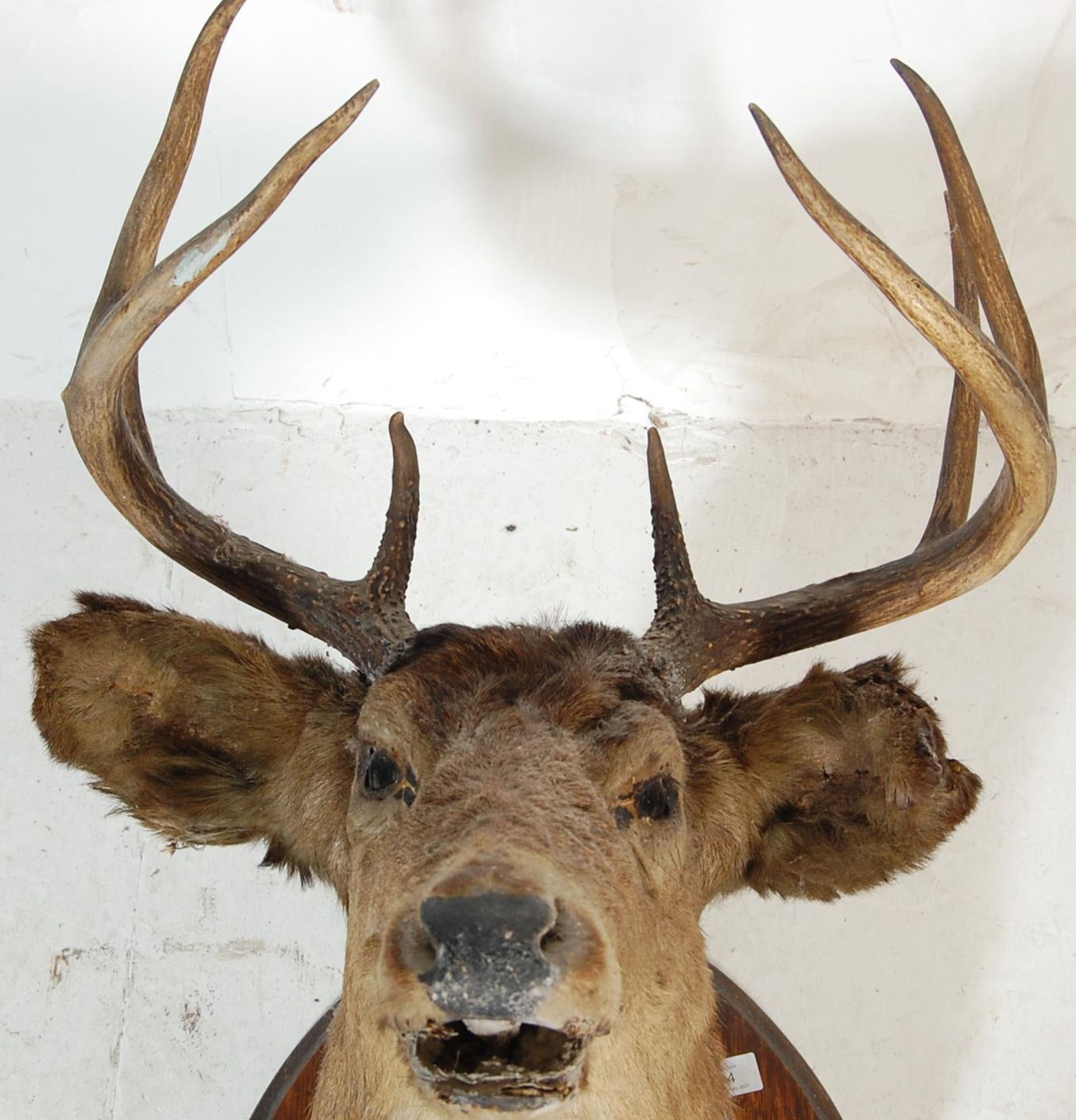 LARGE EARLY 20TH CENTURY STAGS HEAD ON PLINTH - Image 2 of 5