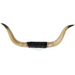 LARGE PAIR OF MOUNTED OX HORNS
