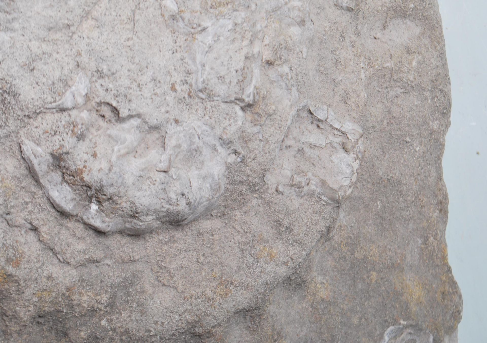 TWO AMMONITE PRESERVED FOSSILS - Image 6 of 8