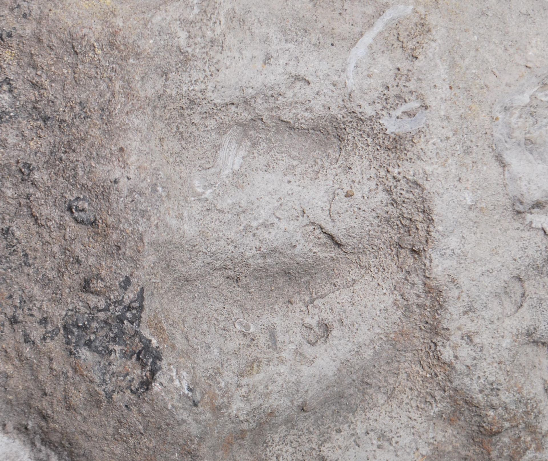 TWO AMMONITE PRESERVED FOSSILS - Image 5 of 8