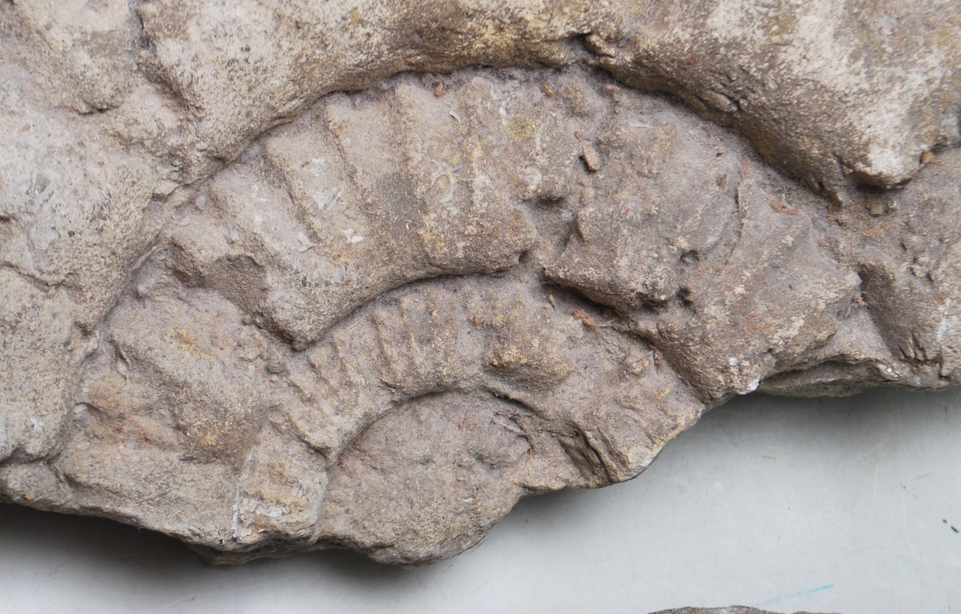 TWO AMMONITE PRESERVED FOSSILS - Image 4 of 8