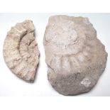 TWO AMMONITE PRESERVED FOSSILS