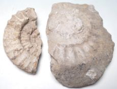 TWO AMMONITE PRESERVED FOSSILS