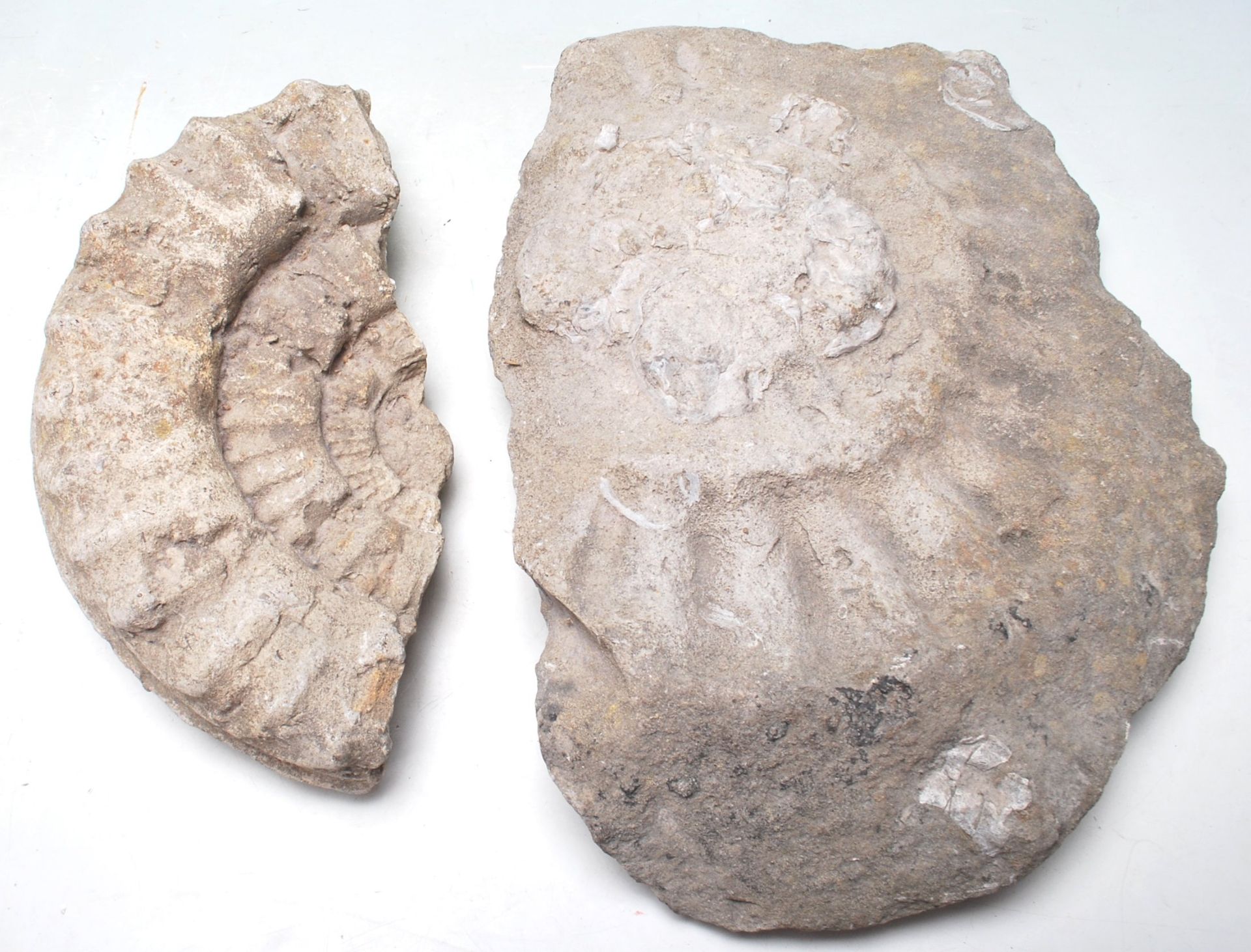 TWO AMMONITE PRESERVED FOSSILS