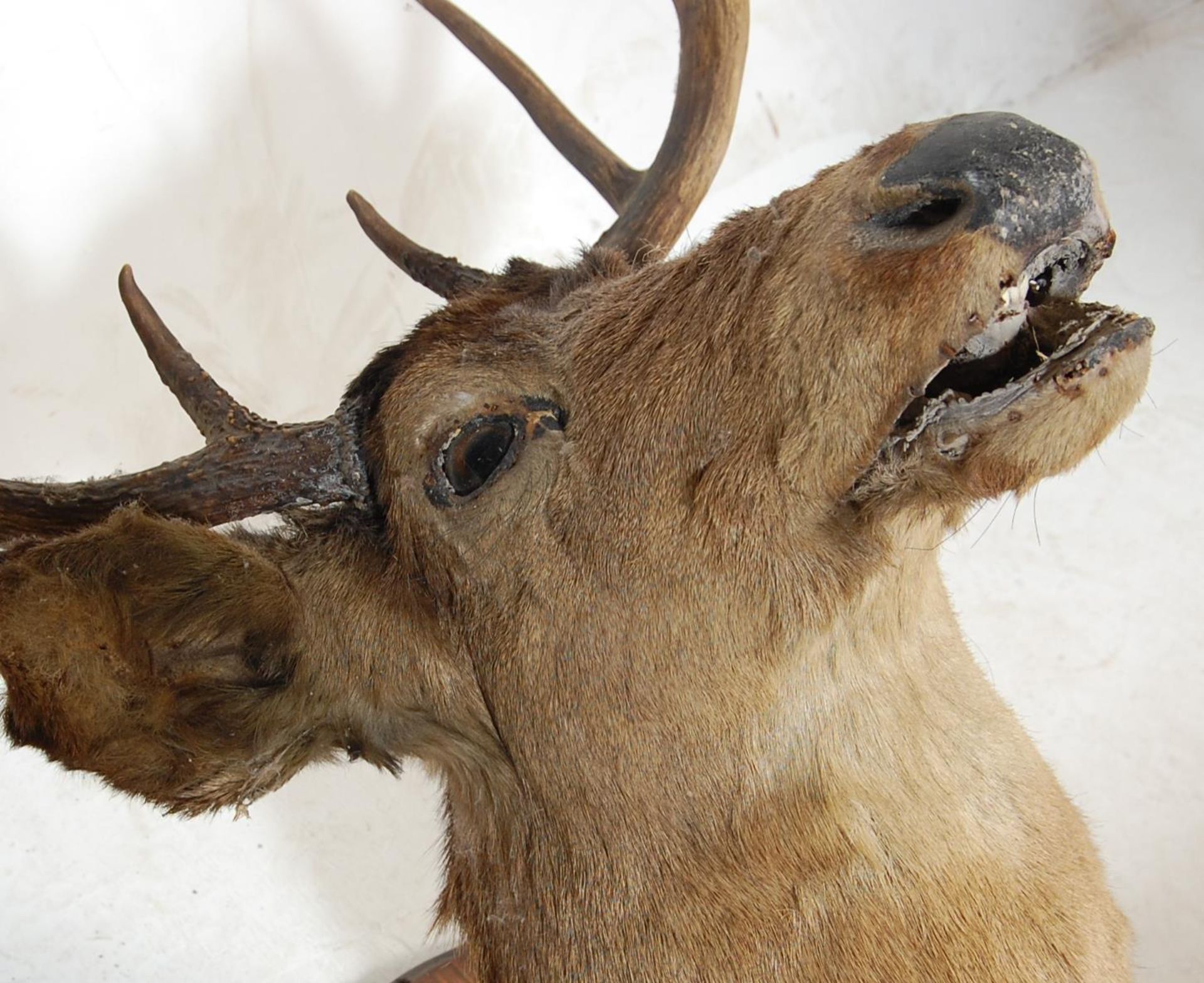 LARGE EARLY 20TH CENTURY STAGS HEAD ON PLINTH - Image 3 of 5