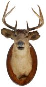 LARGE EARLY 20TH CENTURY STAGS HEAD ON PLINTH