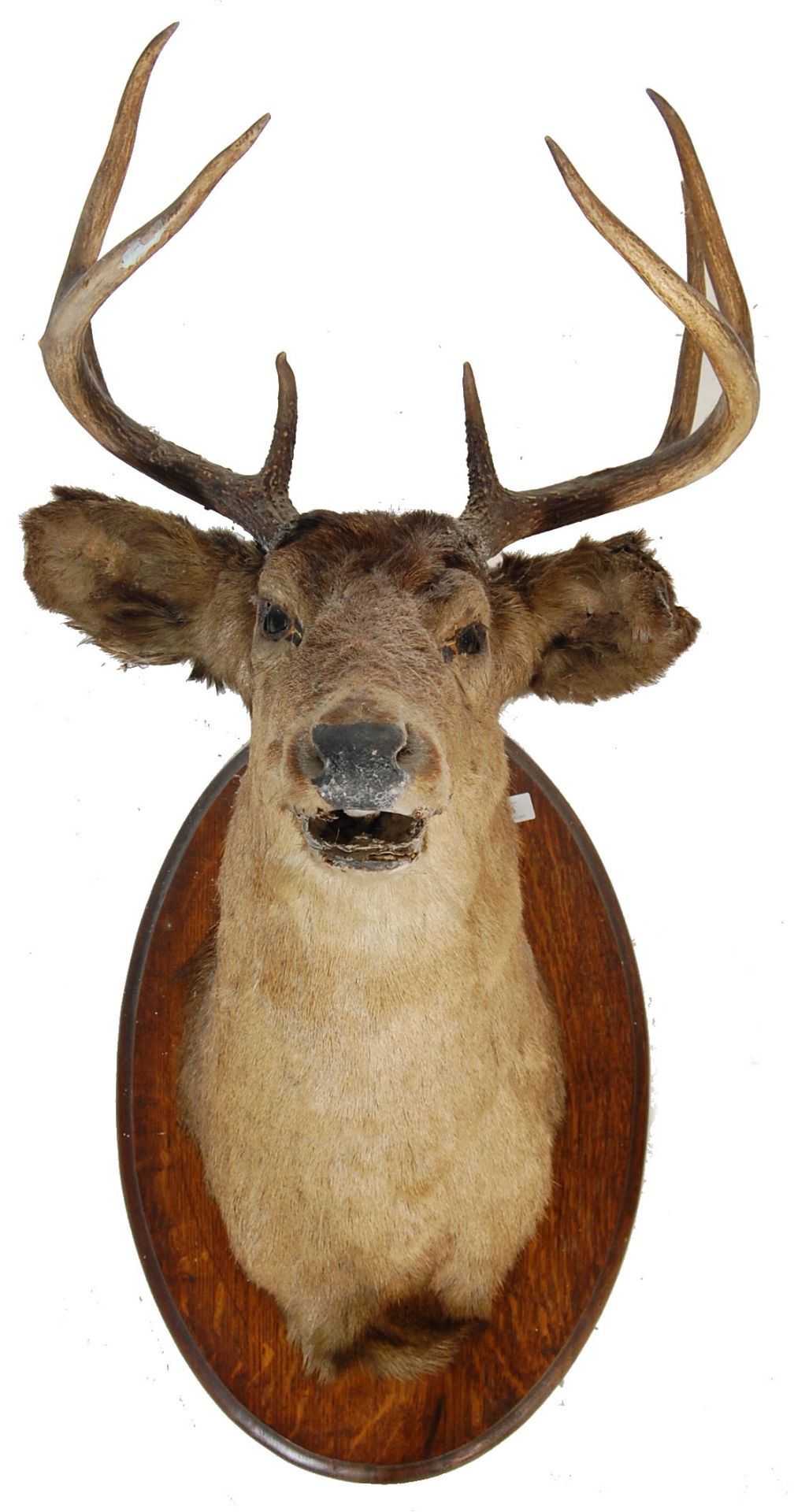 LARGE EARLY 20TH CENTURY STAGS HEAD ON PLINTH