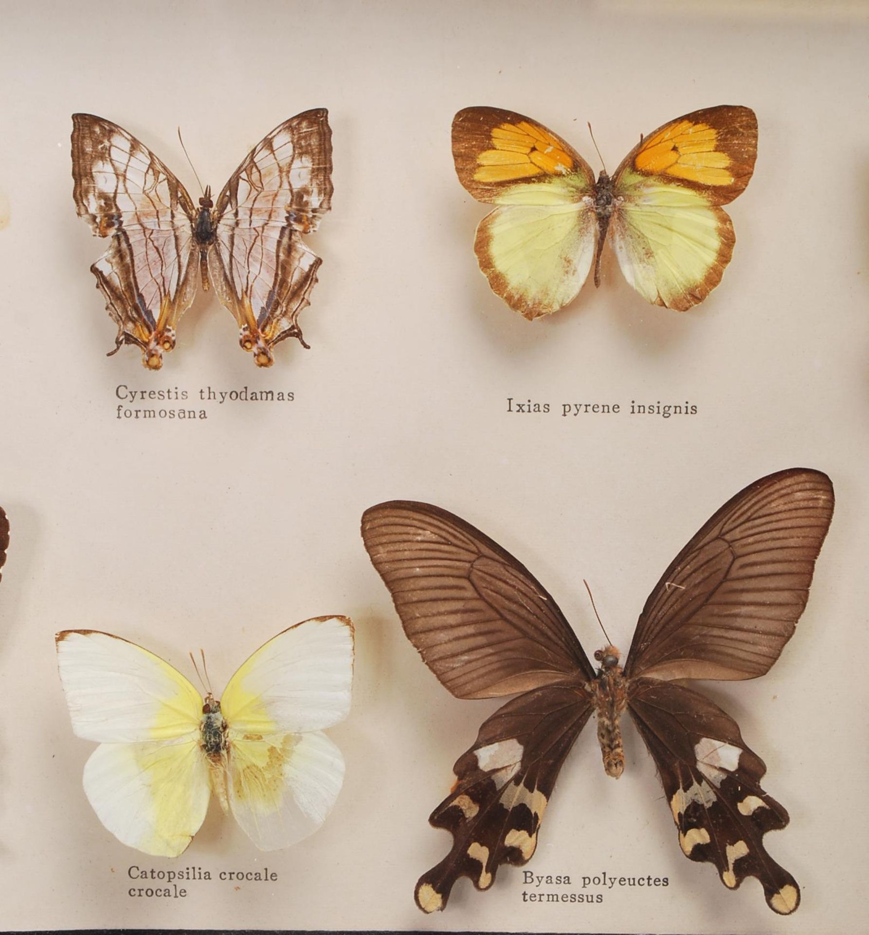 ENTOMOLOGY INTEREST - COLLECTION OF FRAMED EXOTIC INSECT DISPLAYS. - Bild 10 aus 15