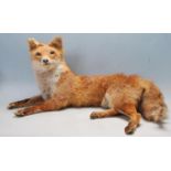 VINTAGE 20TH CENTURY TAXIDERMY FOX