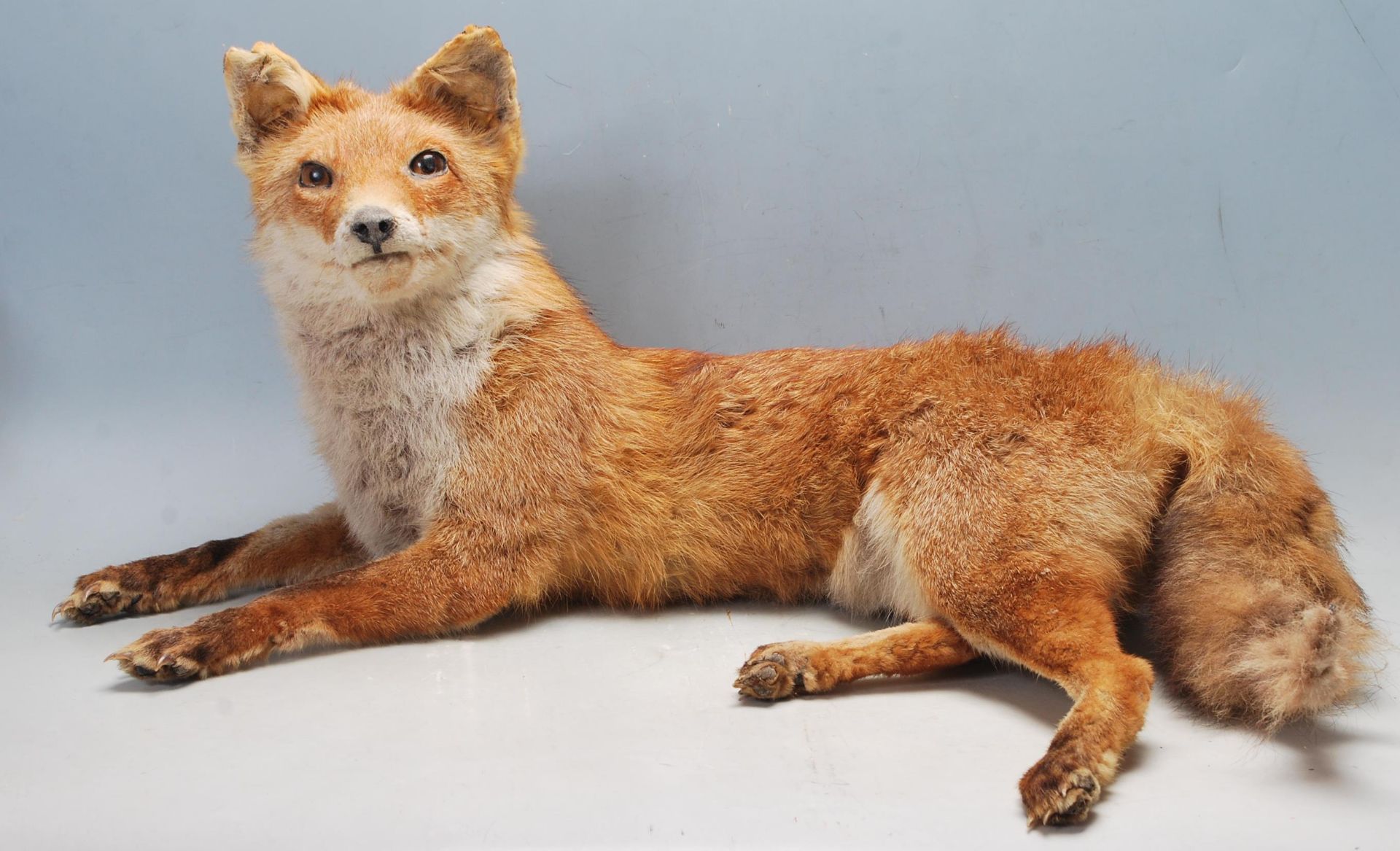 VINTAGE 20TH CENTURY TAXIDERMY FOX