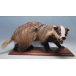 LARGE ANTIQUE 20TH CENTURY TAXIDERMY BADGER