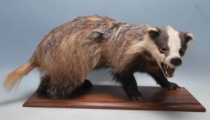LARGE ANTIQUE 20TH CENTURY TAXIDERMY BADGER