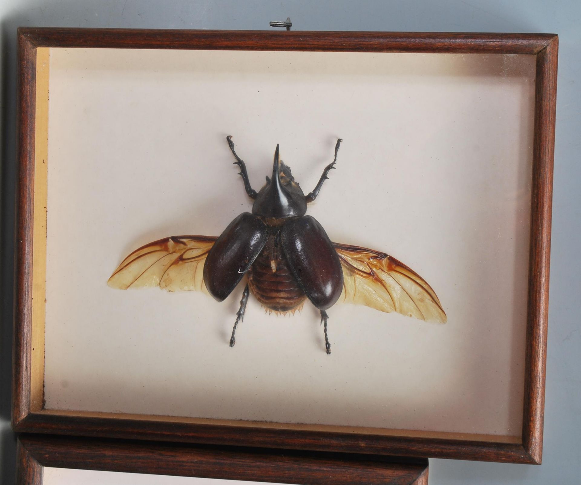 ENTOMOLOGY INTEREST - COLLECTION OF FRAMED EXOTIC INSECT DISPLAYS. - Bild 2 aus 15