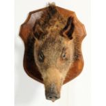 EARLY 20TH CENTURY TAXIDERMY BOARS HEAD