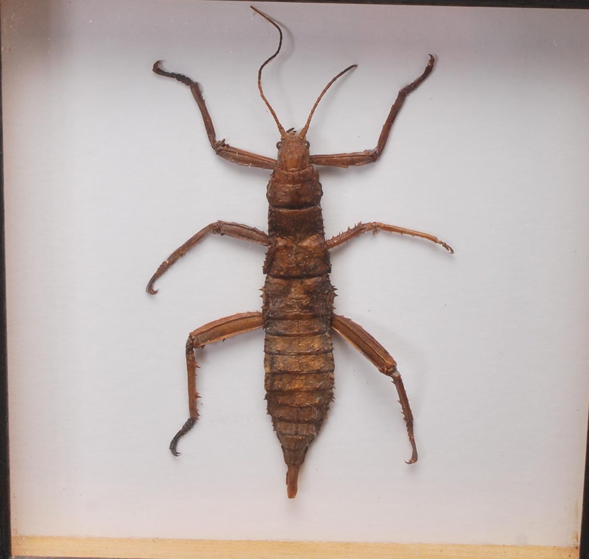 ENTOMOLOGY INTEREST - COLLECTION OF FRAMED EXOTIC INSECT DISPLAYS. - Bild 4 aus 15