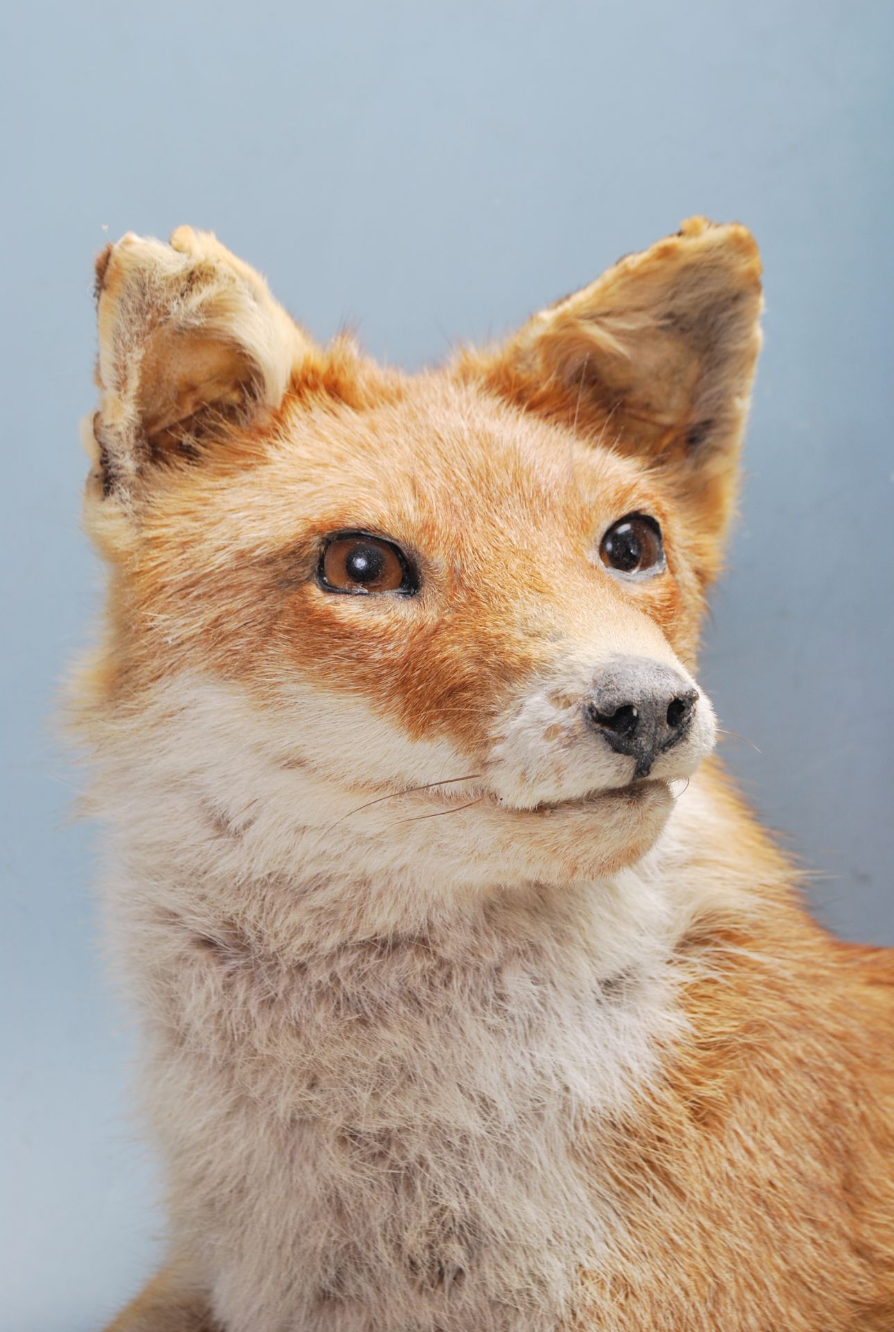 VINTAGE 20TH CENTURY TAXIDERMY FOX - Bild 4 aus 7