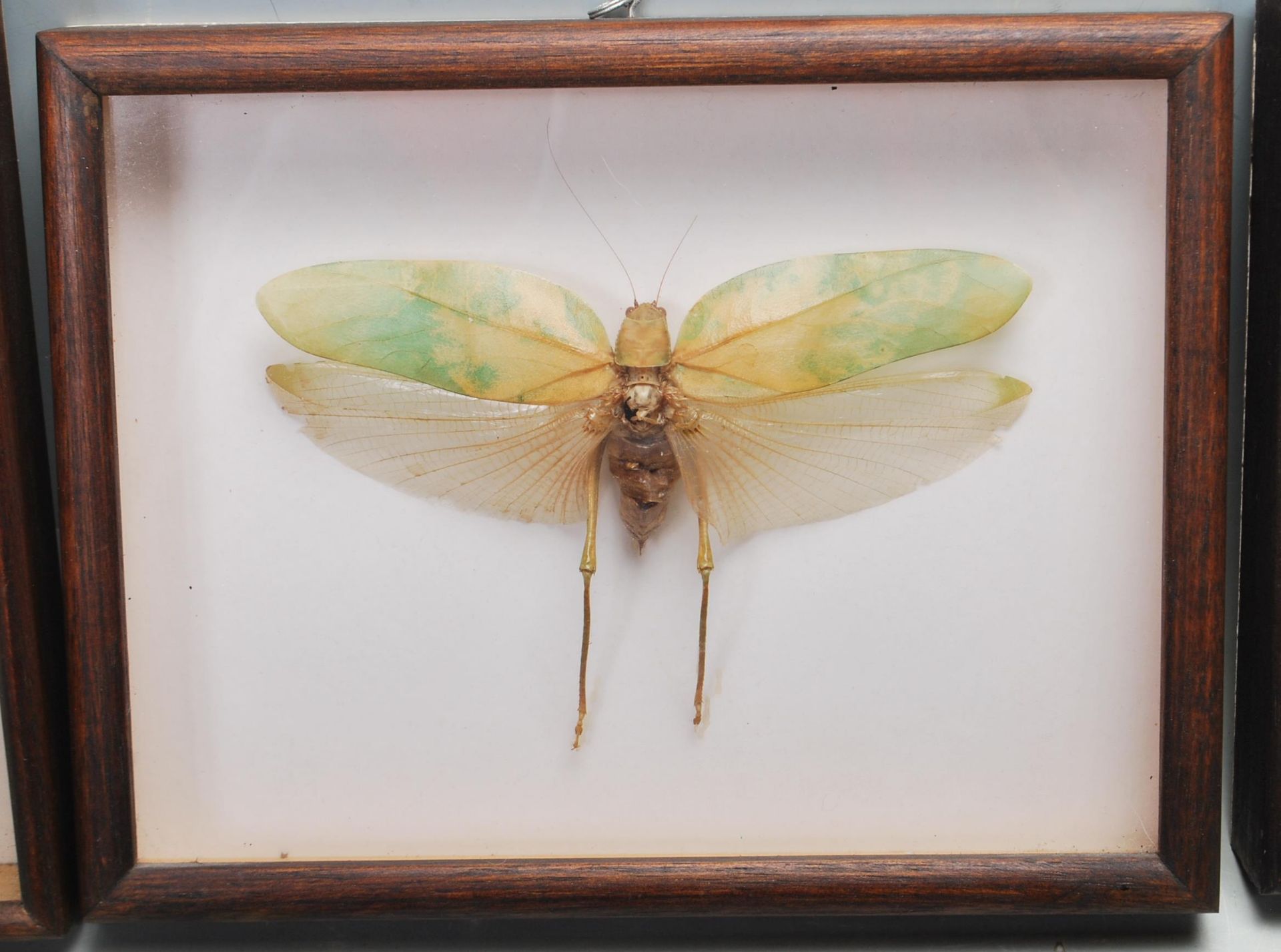 ENTOMOLOGY INTEREST - COLLECTION OF FRAMED EXOTIC INSECT DISPLAYS. - Bild 3 aus 15