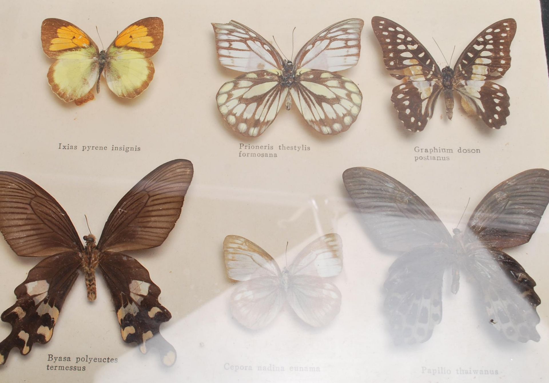 ENTOMOLOGY INTEREST - COLLECTION OF FRAMED EXOTIC INSECT DISPLAYS. - Bild 8 aus 15