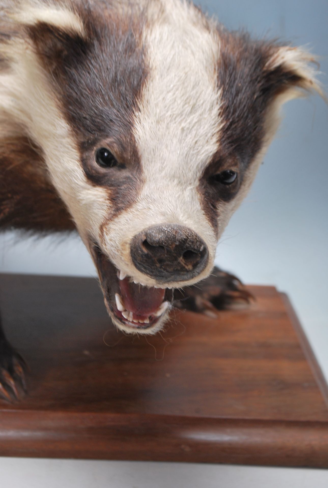 LARGE ANTIQUE 20TH CENTURY TAXIDERMY BADGER - Bild 2 aus 6