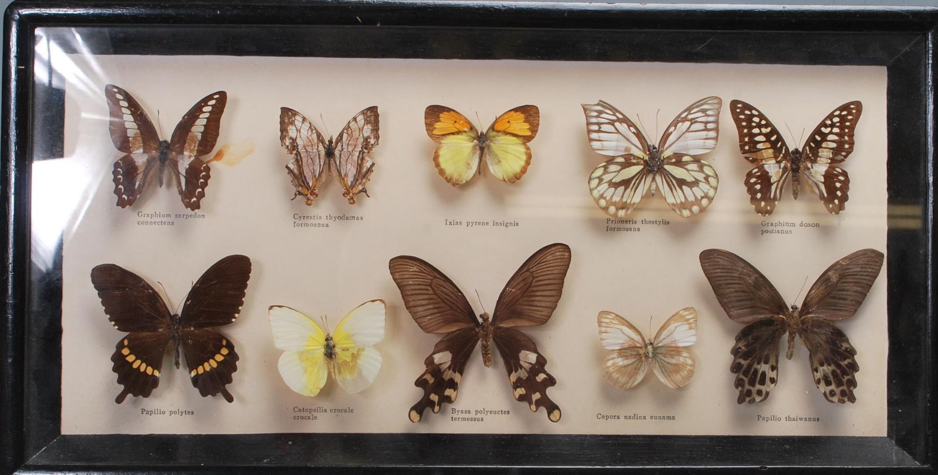ENTOMOLOGY INTEREST - COLLECTION OF FRAMED EXOTIC INSECT DISPLAYS. - Bild 12 aus 15